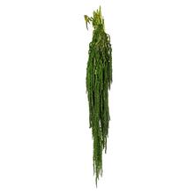 Amaranthus zelený/zv - FLORASYSTEM