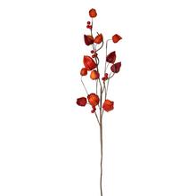 Oranžová větev physalis s bobulemi.