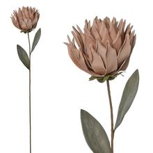 KS PROTEA RUŽ/BÉŽ PENOVÁ 71CM - FLORASYSTEM