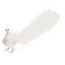 Bílý páva s dlouhým ocasem z peří.