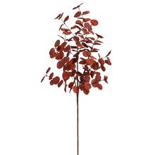 Bordová větev eukalyptu cinerea s listy.