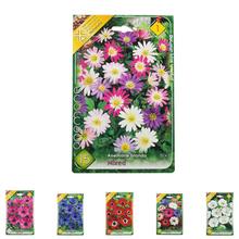 Cibule Anemone de Caen - Hollandia