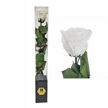 Růže preparovaná se stonkem bílá, 50 cm
