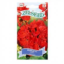 Semena pelargonie Krúž F1 červená