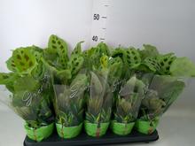 'Pokojová rostlina Maranta ''Kerchoveana'' v květináči.'