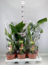 STRELITZIA Nicolai 17/55cm