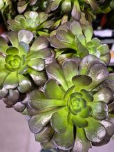 AEONIUM 14/25cm