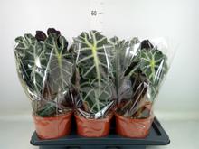 Rostlina Alocasia Polly v květináči.