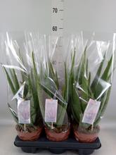 Aloe Vera Barbadensis v květináči