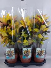 Rostlina CODIAEUM var. KL 'Mrs Iceton' 19 v květináči.