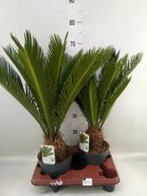 CYCAS REVOLUTA XXL 14/55cm